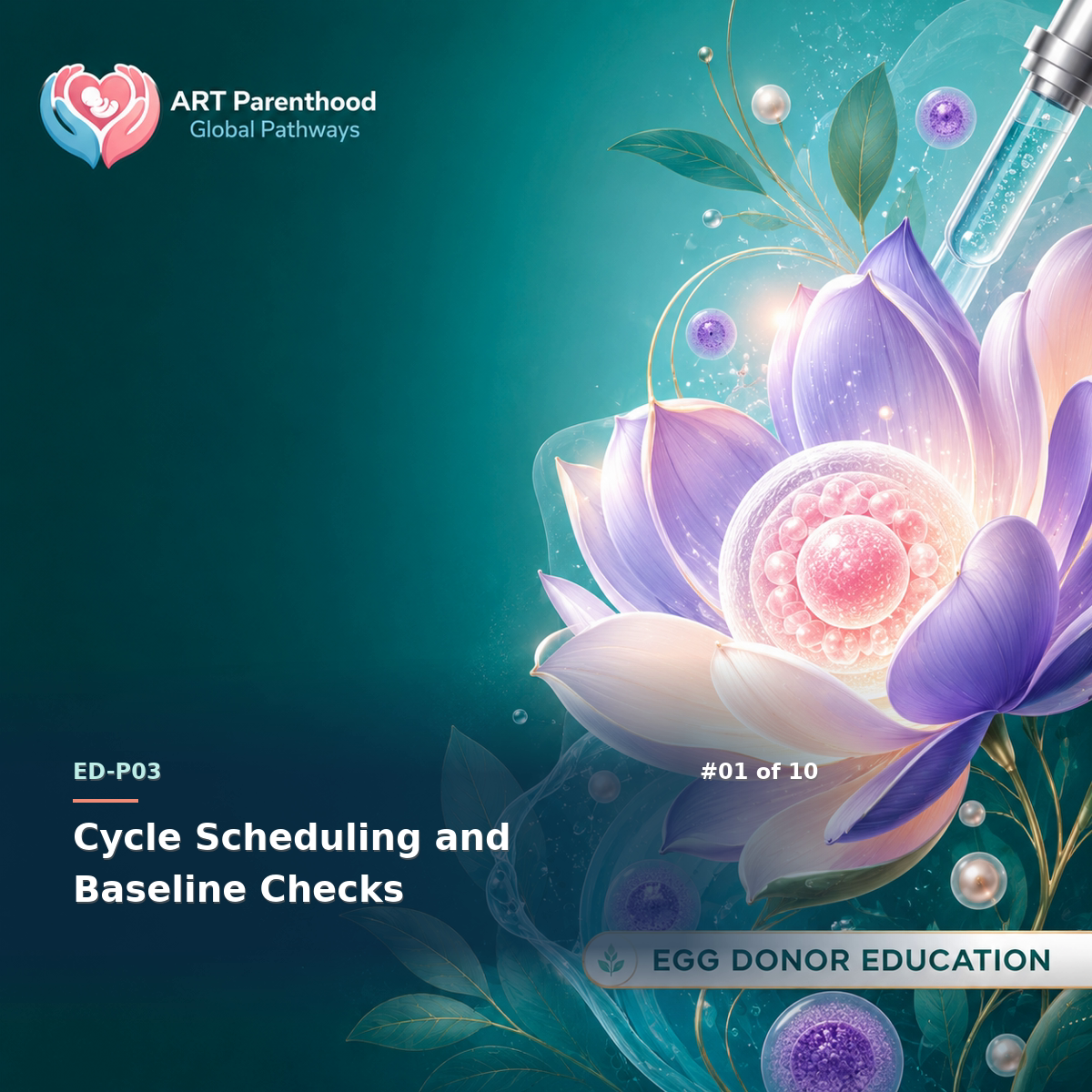 Egg Donors education card for ED-LP03-01: Cycle Scheduling and Baseline Checks.